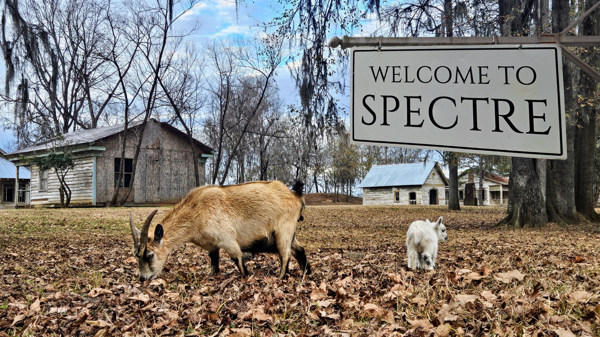 A ghost town or a goat's town? Camping on Jackson Lake Island