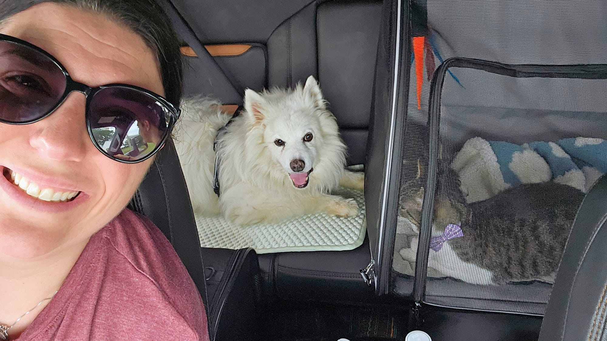 Travel days with the new cats