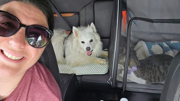 Travel days with the new cats