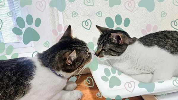 We added to our family...but the story isn't what you think